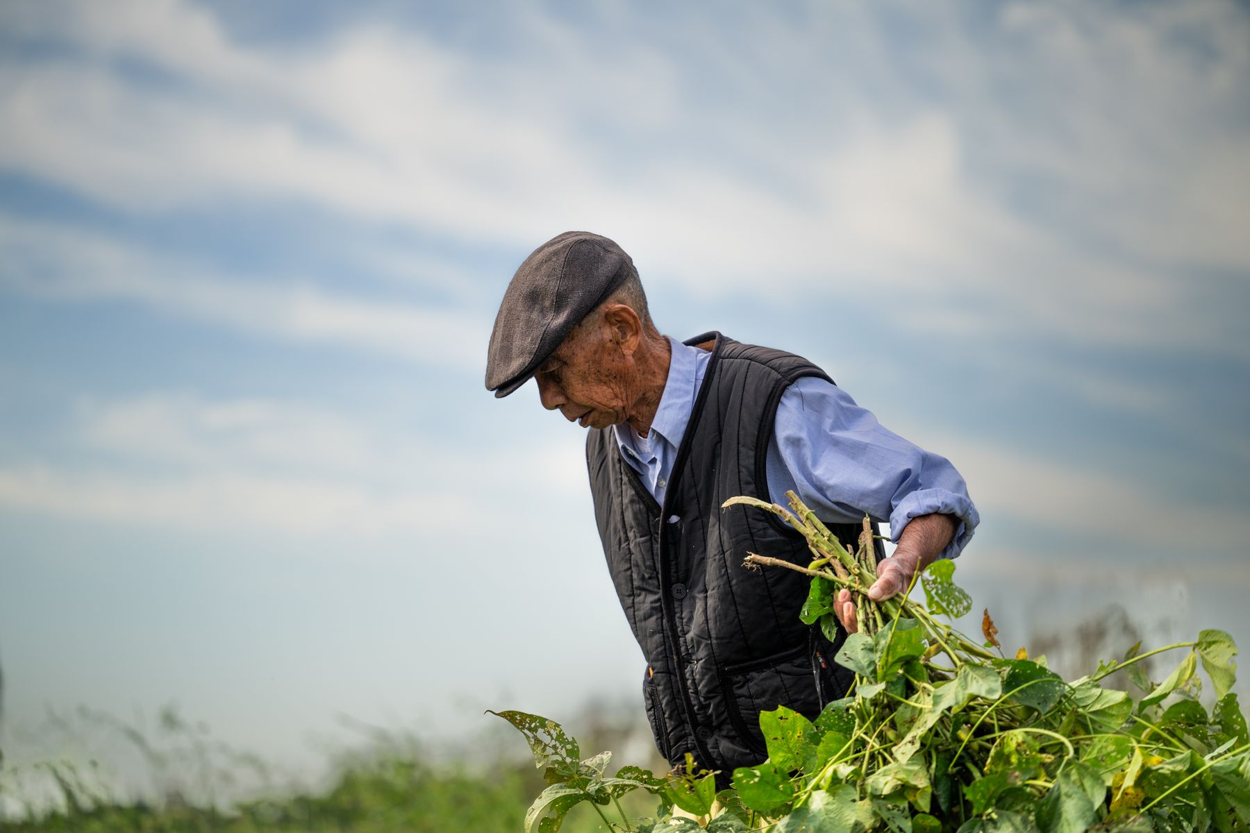 Trabalhador rural mais velho cuidando de plantação sob o sol